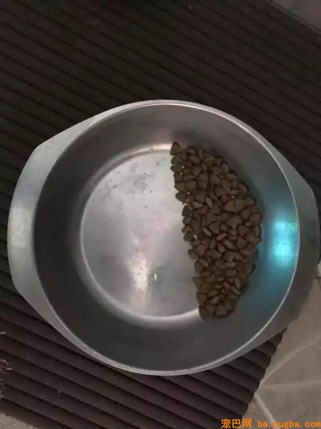 领养了一只雪纳瑞，但它有个小癖好，每次吃饭都要留一半...-3.jpeg