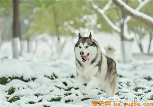 冬季养狗应注意什么问题？要给小狗穿棉衣吗？-1.jpeg