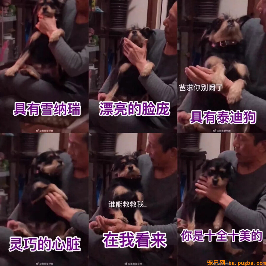 爸妈：我怎么会可能抱着条狗睡觉！死都不成能......哎呀真软！-6.jpg