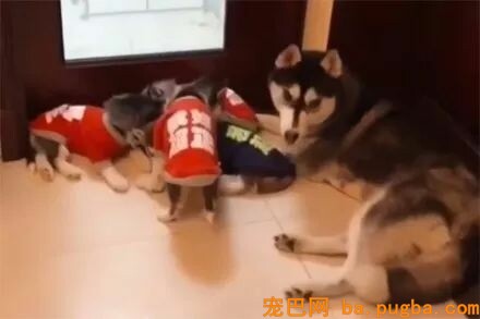 主人赏了二哈一根骨头，下一秒却被哈士奇的行为打动了-3.jpeg