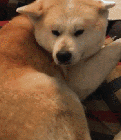 和狗狗说话很傻？NO，这恰恰说明你很聪明！-1.gif