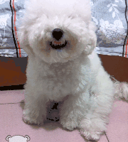 和狗狗说话很傻？NO，这恰恰说明你很聪明！-6.gif