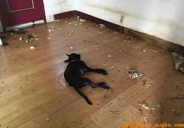 男子搬场独留两只狗狗，工作人员：它为了活命啃食了同伴的尸体...-2.jpg