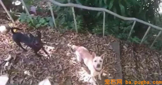男子搬场独留两只狗狗，工作人员：它为了活命啃食了同伴的尸体...-5.jpg