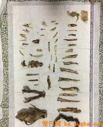 男子搬场独留两只狗狗，工作人员：它为了活命啃食了同伴的尸体...-3.jpg