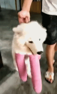 沙雕狗盘点，冠军当然是...-1.gif