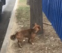 沙雕狗盘点，冠军当然是...-5.gif