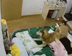 沙雕狗盘点，冠军当然是...-11.gif