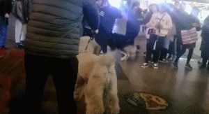 沙雕狗盘点，冠军当然是...-10.gif