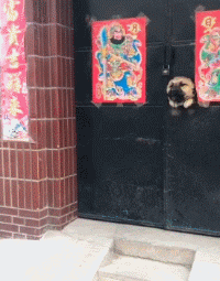 沙雕狗盘点，冠军当然是...-9.gif