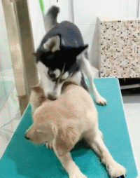 沙雕狗盘点，冠军当然是...-16.gif