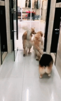沙雕狗盘点，冠军当然是...-15.gif