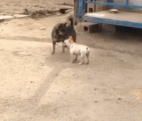 沙雕狗盘点，冠军当然是...-14.gif
