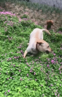 沙雕狗盘点，冠军当然是...-13.gif