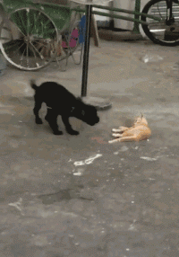 沙雕狗盘点，冠军当然是...-17.gif
