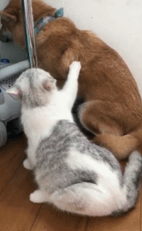 沙雕狗盘点，冠军当然是...-20.gif