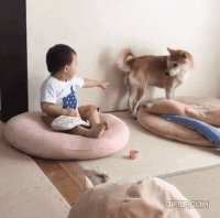 沙雕狗盘点，冠军当然是...-23.gif
