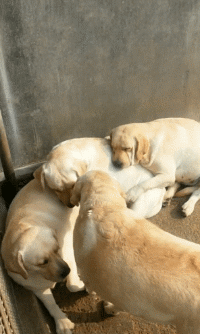 沙雕狗盘点，冠军当然是...-25.gif