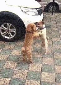 沙雕狗盘点，冠军当然是...-28.gif