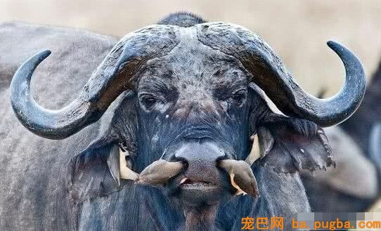 考察队野外遇到大黑牛，发现它鼻孔有生物钻出，认真一看傻眼了！-1.jpeg