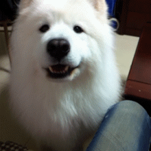 养狗狗最令人有成就感的10个霎时，你有同感吗？-2.gif