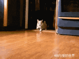 养狗狗最令人有成就感的10个霎时，你有同感吗？-1.gif