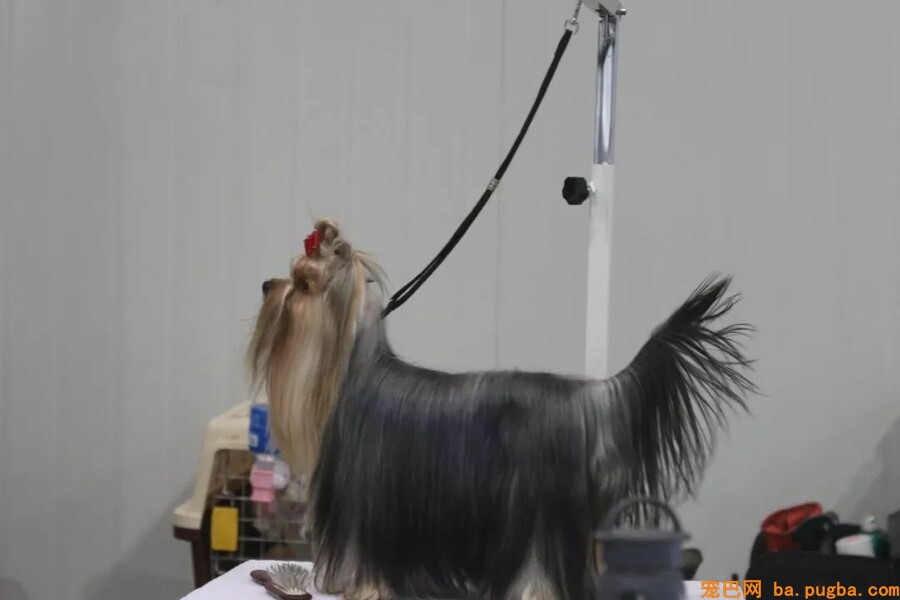 2018CKU廊坊优生繁育展-4.jpeg