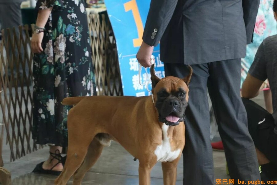 2018CKU廊坊优生繁育展-6.jpeg