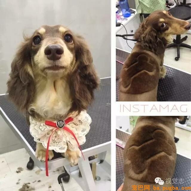 当一个理发师转行去给动物剪发...这外型绝对有毒！-5.jpeg