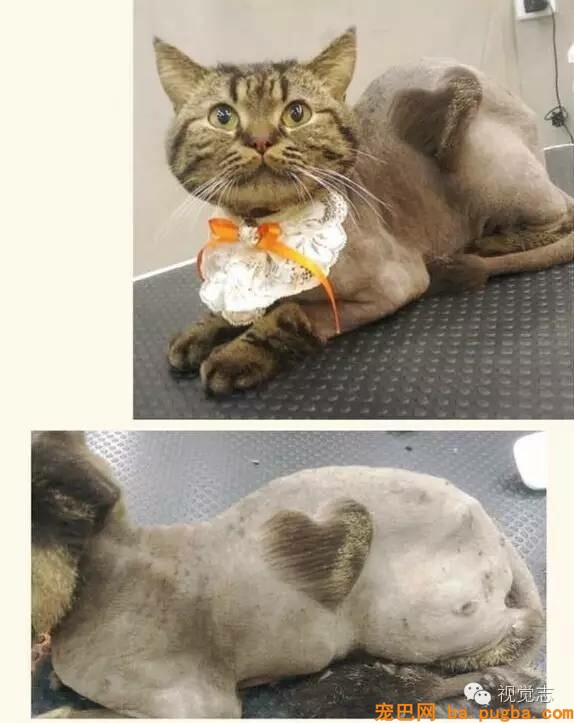 当一个理发师转行去给动物剪发...这外型绝对有毒！-9.jpeg