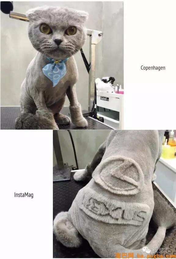 当一个理发师转行去给动物剪发...这外型绝对有毒！-11.jpeg