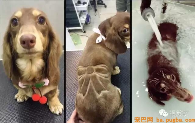 当一个理发师转行去给动物剪发...这外型绝对有毒！-15.jpeg