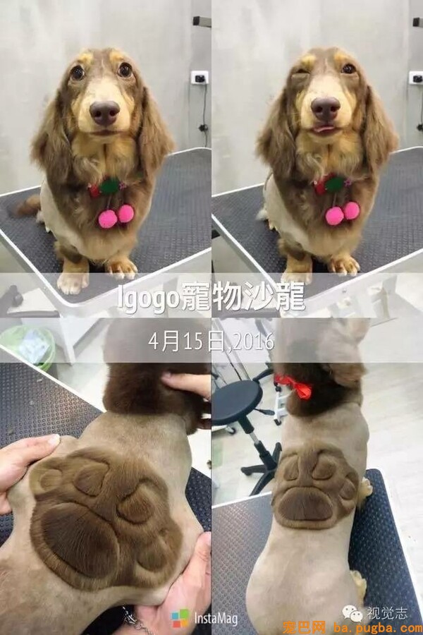 当一个理发师转行去给动物剪发...这外型绝对有毒！-16.jpeg