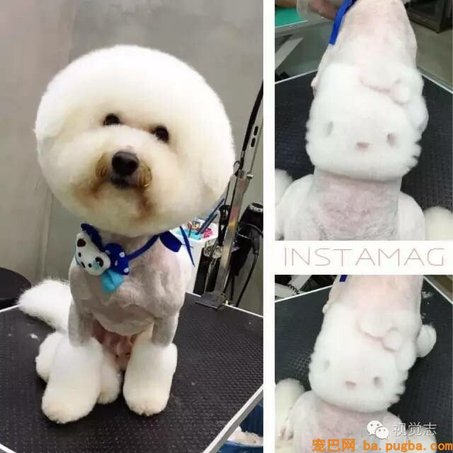 当一个理发师转行去给动物剪发...这外型绝对有毒！-18.jpeg