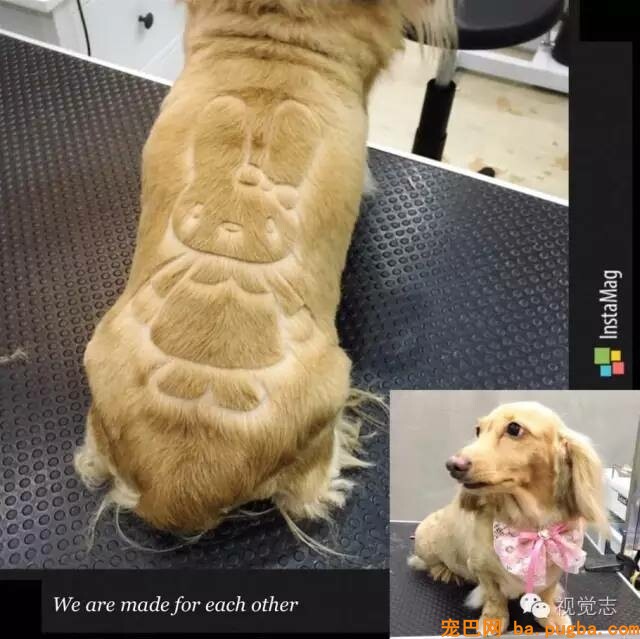 当一个理发师转行去给动物剪发...这外型绝对有毒！-19.jpeg
