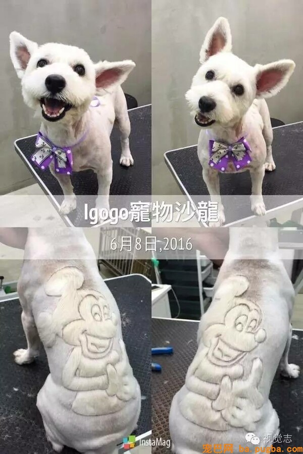 当一个理发师转行去给动物剪发...这外型绝对有毒！-20.jpeg