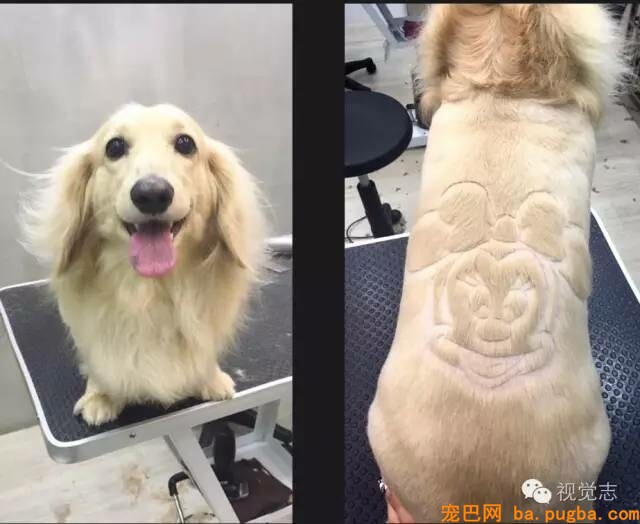 当一个理发师转行去给动物剪发...这外型绝对有毒！-21.jpeg