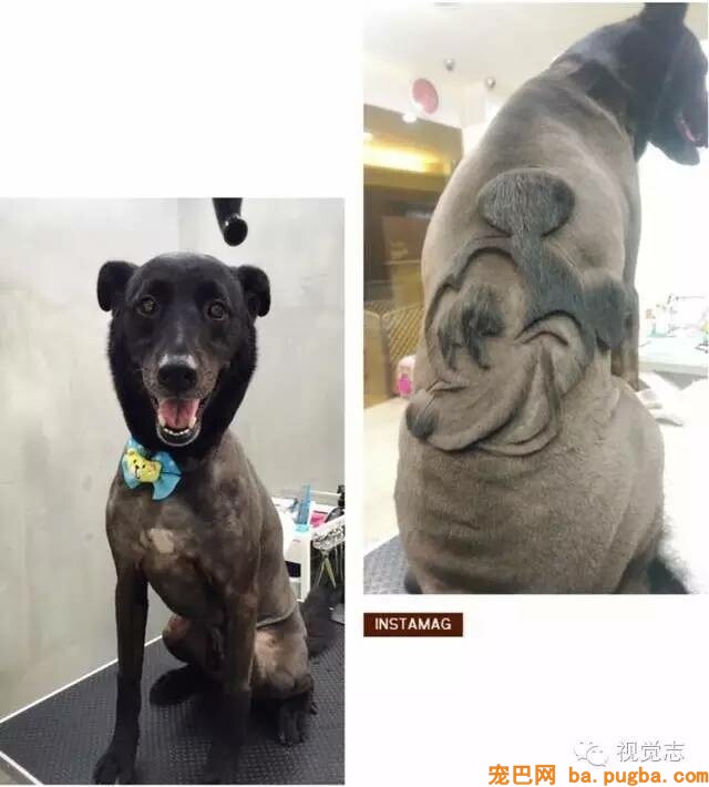 当一个理发师转行去给动物剪发...这外型绝对有毒！-22.jpeg