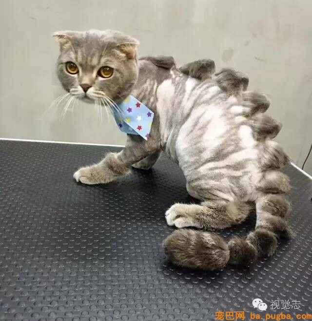 当一个理发师转行去给动物剪发...这外型绝对有毒！-23.jpeg