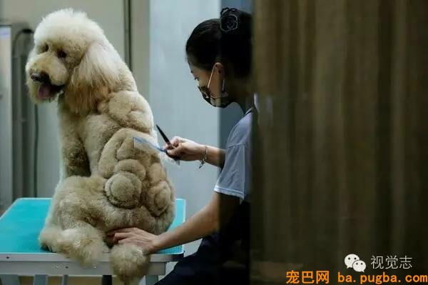 当一个理发师转行去给动物剪发...这外型绝对有毒！-31.jpeg