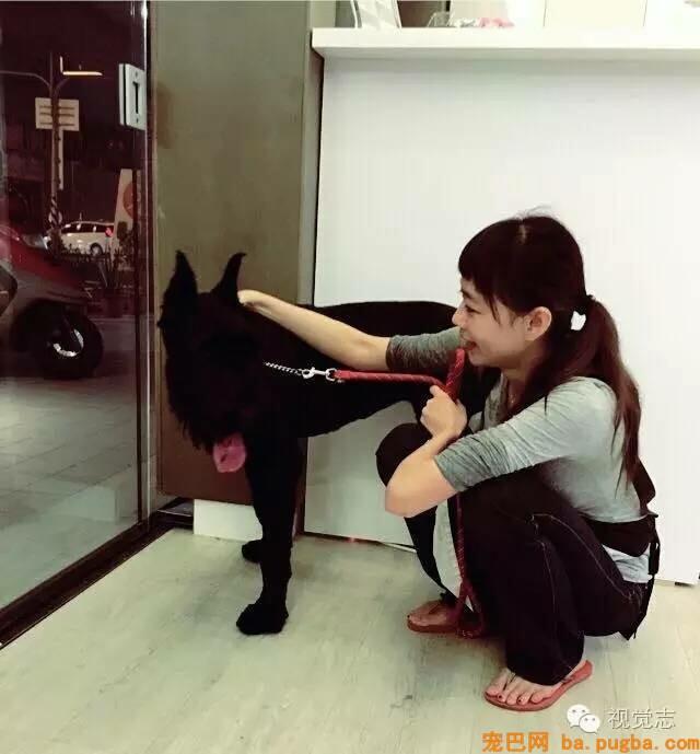 当一个理发师转行去给动物剪发...这外型绝对有毒！-34.jpeg