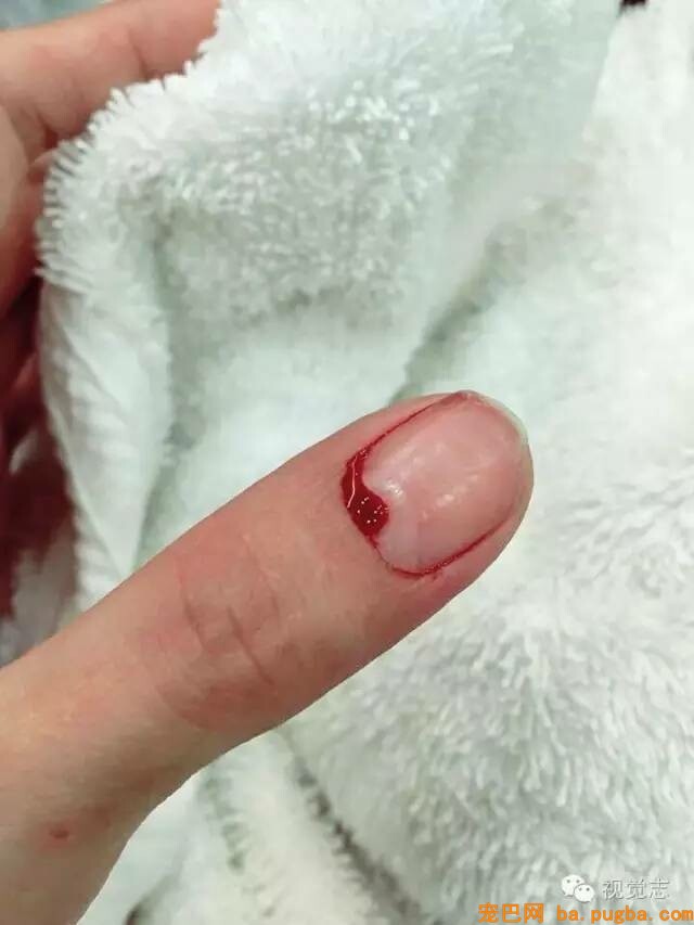 当一个理发师转行去给动物剪发...这外型绝对有毒！-33.jpeg