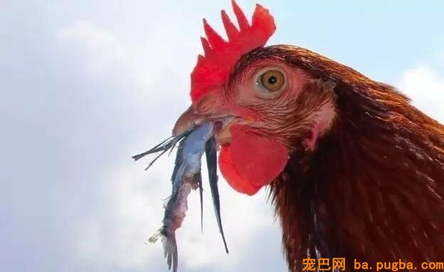 90后帅哥带着一只母鸡环游世界，起初为了每天能吃上鸡蛋，成果却……-15.jpeg