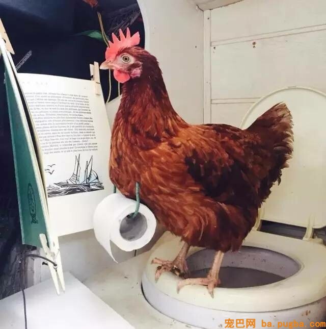 90后帅哥带着一只母鸡环游世界，起初为了每天能吃上鸡蛋，成果却……-17.jpeg