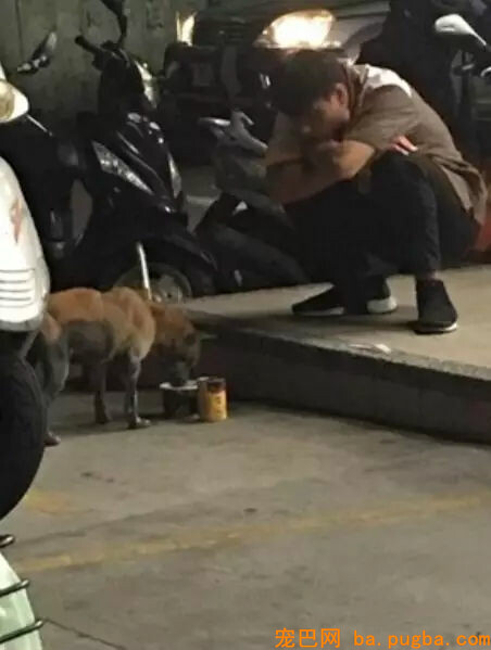 小哥哥拿出罐头喂漂泊狗，成果下一幕.....几乎帅到不行！-4.jpg
