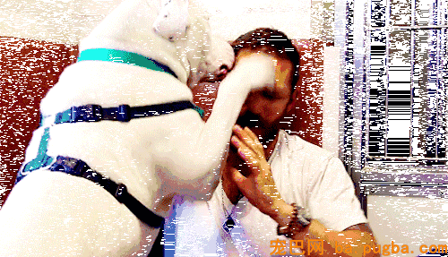 狗狗总爱舔我的脸和嘴，我的内心是崩溃的，直到我知道了原因……-4.gif