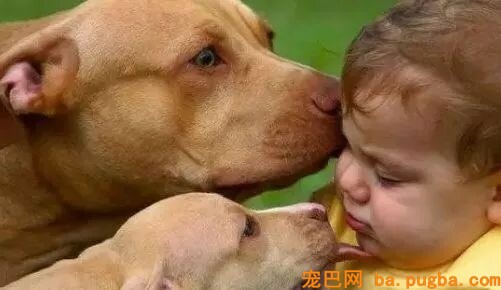狗狗总爱舔我的脸和嘴，我的内心是崩溃的，直到我知道了原因……-5.jpeg