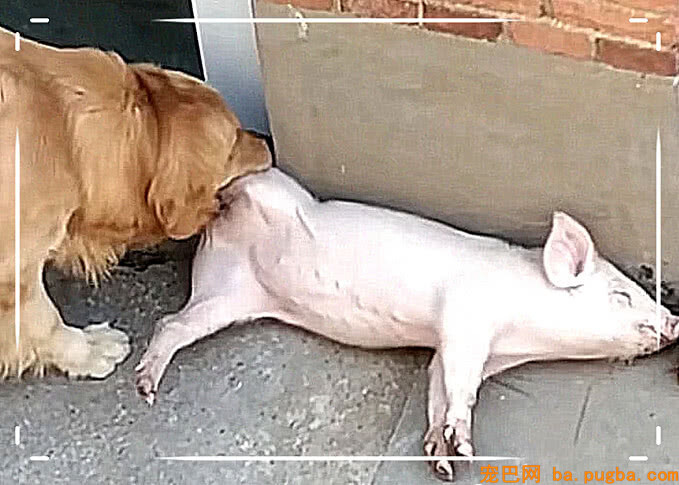 小猪仔在院子里嗷嗷大叫，原以为有偷猪贼，主人跑去一看脱鞋就打-3.jpeg