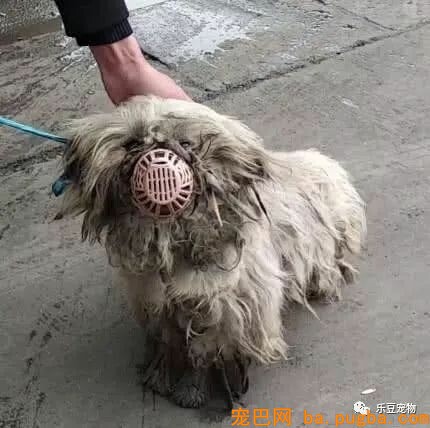臭水沟旁救了一只喝不到水的漂泊狗，带回家剪完毛发后美呆了！-1.jpeg