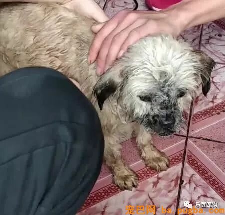 臭水沟旁救了一只喝不到水的漂泊狗，带回家剪完毛发后美呆了！-5.jpeg